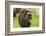 Captive muskox (Ovibos moschatus) Wildlife Conservation Center, Girlwood-Jan Miracky-Framed Photographic Print