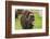 Captive muskox (Ovibos moschatus) Wildlife Conservation Center, Girlwood-Jan Miracky-Framed Photographic Print