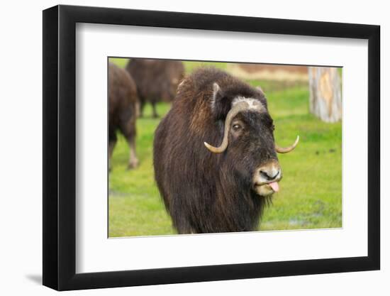 Captive muskox (Ovibos moschatus) Wildlife Conservation Center, Girlwood-Jan Miracky-Framed Photographic Print