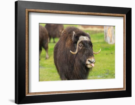 Captive muskox (Ovibos moschatus) Wildlife Conservation Center, Girlwood-Jan Miracky-Framed Photographic Print