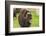 Captive muskox (Ovibos moschatus) Wildlife Conservation Center, Girlwood-Jan Miracky-Framed Photographic Print