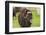 Captive muskox (Ovibos moschatus) Wildlife Conservation Center, Girlwood-Jan Miracky-Framed Photographic Print