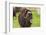 Captive muskox (Ovibos moschatus) Wildlife Conservation Center, Girlwood-Jan Miracky-Framed Photographic Print