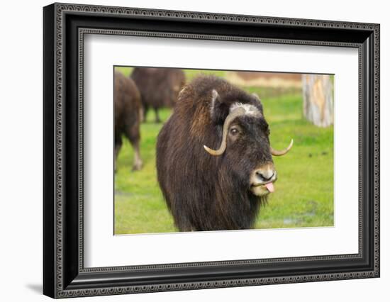 Captive muskox (Ovibos moschatus) Wildlife Conservation Center, Girlwood-Jan Miracky-Framed Photographic Print