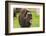 Captive muskox (Ovibos moschatus) Wildlife Conservation Center, Girlwood-Jan Miracky-Framed Photographic Print