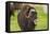 Captive muskox (Ovibos moschatus) Wildlife Conservation Center, Girlwood-Jan Miracky-Framed Premier Image Canvas