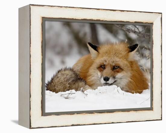 Captive Red Fox (Vulpes Vulpes) in the Snow, Near Bozeman, Montana, USA-James Hager-Framed Premier Image Canvas