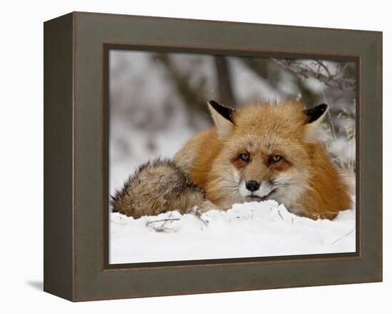 Captive Red Fox (Vulpes Vulpes) in the Snow, Near Bozeman, Montana, USA-James Hager-Framed Premier Image Canvas