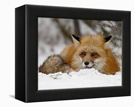 Captive Red Fox (Vulpes Vulpes) in the Snow, Near Bozeman, Montana, USA-James Hager-Framed Premier Image Canvas