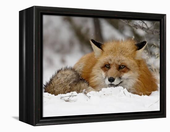 Captive Red Fox (Vulpes Vulpes) in the Snow, Near Bozeman, Montana, USA-James Hager-Framed Premier Image Canvas