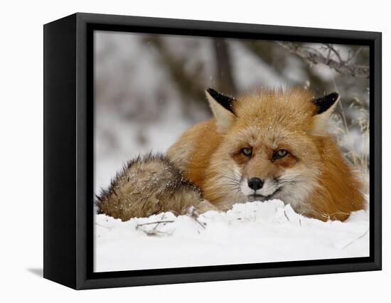 Captive Red Fox (Vulpes Vulpes) in the Snow, Near Bozeman, Montana, USA-James Hager-Framed Premier Image Canvas