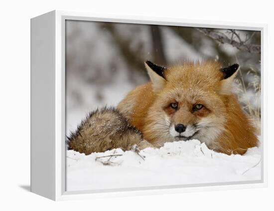 Captive Red Fox (Vulpes Vulpes) in the Snow, Near Bozeman, Montana, USA-James Hager-Framed Premier Image Canvas