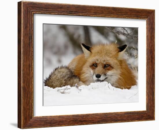 Captive Red Fox (Vulpes Vulpes) in the Snow, Near Bozeman, Montana, USA-James Hager-Framed Photographic Print