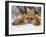 Captive Red Fox (Vulpes Vulpes) in the Snow, Near Bozeman, Montana, USA-James Hager-Framed Photographic Print