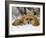 Captive Red Fox (Vulpes Vulpes) in the Snow, Near Bozeman, Montana, USA-James Hager-Framed Photographic Print