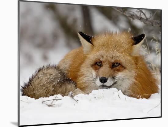 Captive Red Fox (Vulpes Vulpes) in the Snow, Near Bozeman, Montana, USA-James Hager-Mounted Photographic Print