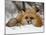 Captive Red Fox (Vulpes Vulpes) in the Snow, Near Bozeman, Montana, USA-James Hager-Mounted Photographic Print