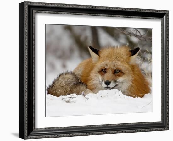 Captive Red Fox (Vulpes Vulpes) in the Snow, Near Bozeman, Montana, USA-James Hager-Framed Photographic Print