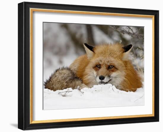 Captive Red Fox (Vulpes Vulpes) in the Snow, Near Bozeman, Montana, USA-James Hager-Framed Photographic Print