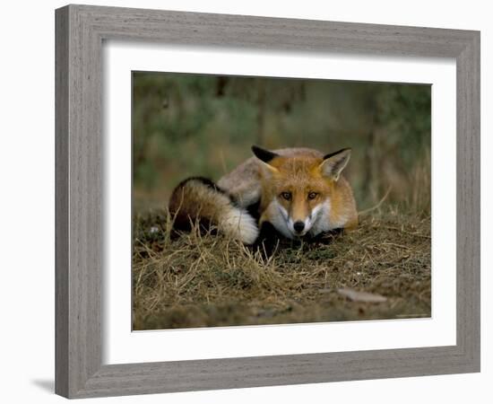 Captive Red Fox (Vulpes Vulpes), United Kingdom-Steve & Ann Toon-Framed Photographic Print