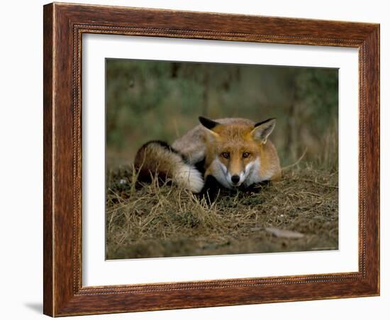 Captive Red Fox (Vulpes Vulpes), United Kingdom-Steve & Ann Toon-Framed Photographic Print