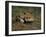 Captive Red Fox (Vulpes Vulpes), United Kingdom-Steve & Ann Toon-Framed Photographic Print