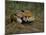 Captive Red Fox (Vulpes Vulpes), United Kingdom-Steve & Ann Toon-Mounted Photographic Print