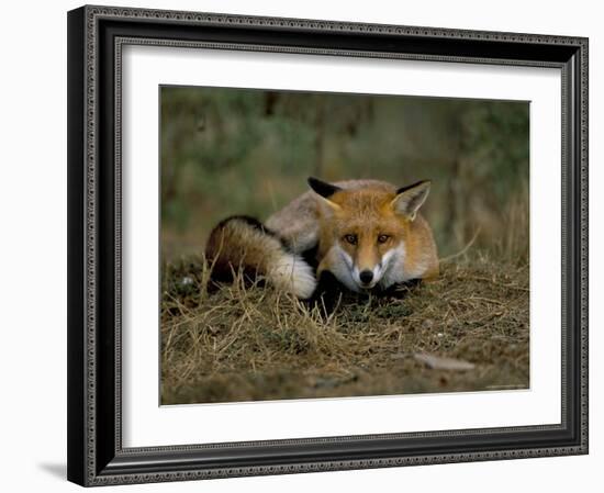 Captive Red Fox (Vulpes Vulpes), United Kingdom-Steve & Ann Toon-Framed Photographic Print