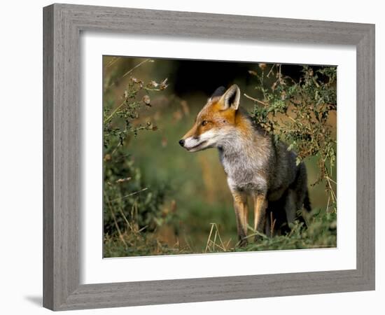 Captive Red Fox (Vulpes Vulpes), United Kingdom-Steve & Ann Toon-Framed Photographic Print