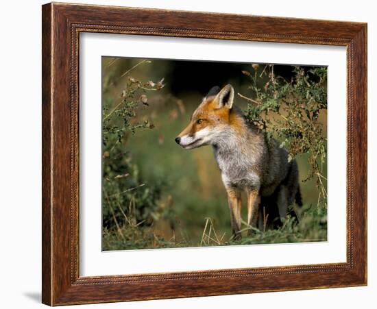 Captive Red Fox (Vulpes Vulpes), United Kingdom-Steve & Ann Toon-Framed Photographic Print