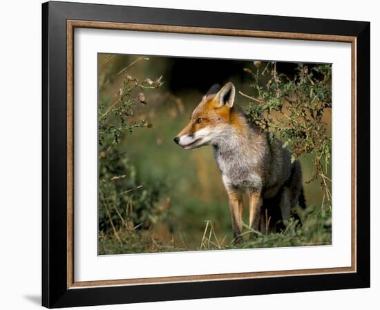 Captive Red Fox (Vulpes Vulpes), United Kingdom-Steve & Ann Toon-Framed Photographic Print