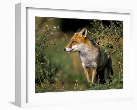 Captive Red Fox (Vulpes Vulpes), United Kingdom-Steve & Ann Toon-Framed Photographic Print