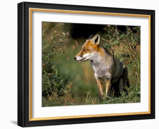 Captive Red Fox (Vulpes Vulpes), United Kingdom-Steve & Ann Toon-Framed Photographic Print