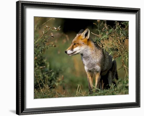 Captive Red Fox (Vulpes Vulpes), United Kingdom-Steve & Ann Toon-Framed Photographic Print