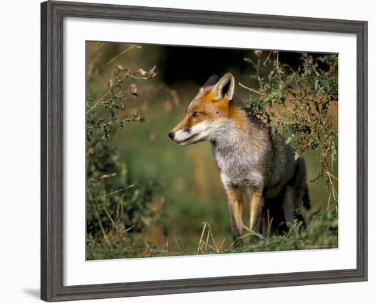 Captive Red Fox (Vulpes Vulpes), United Kingdom-Steve & Ann Toon-Framed Photographic Print