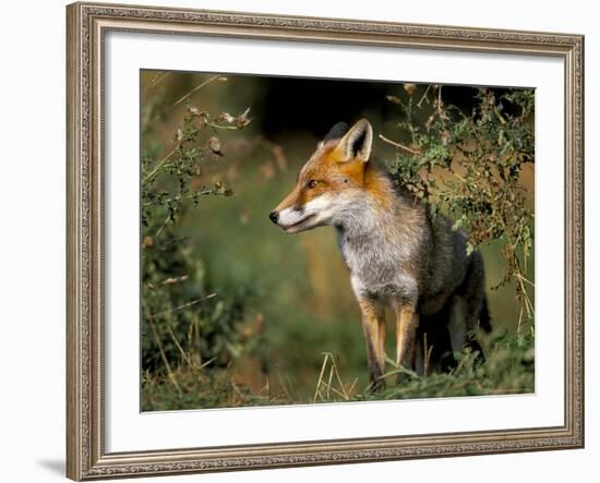 Captive Red Fox (Vulpes Vulpes), United Kingdom-Steve & Ann Toon-Framed Photographic Print