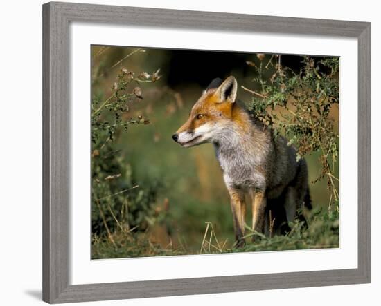 Captive Red Fox (Vulpes Vulpes), United Kingdom-Steve & Ann Toon-Framed Photographic Print