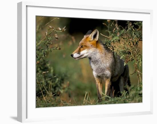 Captive Red Fox (Vulpes Vulpes), United Kingdom-Steve & Ann Toon-Framed Photographic Print