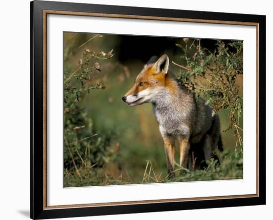 Captive Red Fox (Vulpes Vulpes), United Kingdom-Steve & Ann Toon-Framed Photographic Print