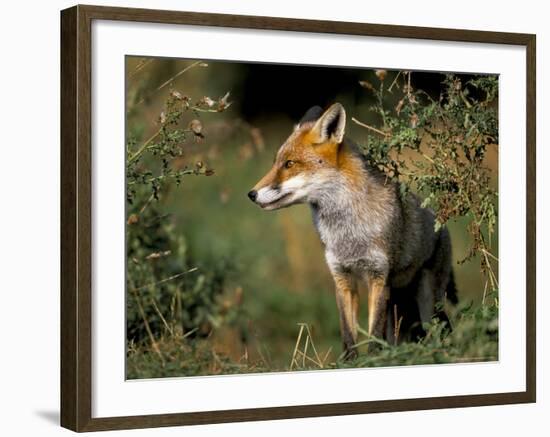 Captive Red Fox (Vulpes Vulpes), United Kingdom-Steve & Ann Toon-Framed Photographic Print