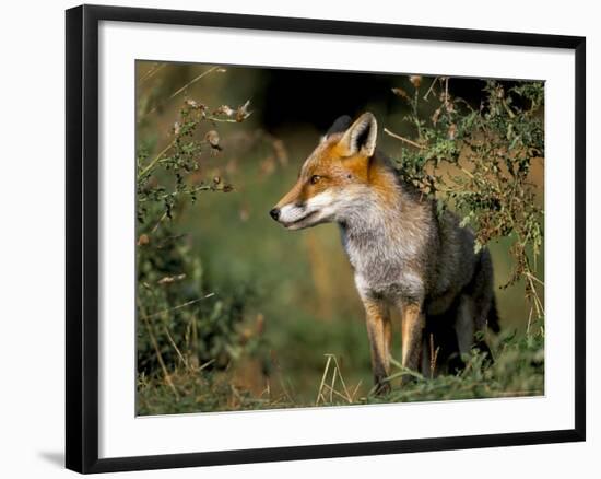 Captive Red Fox (Vulpes Vulpes), United Kingdom-Steve & Ann Toon-Framed Photographic Print