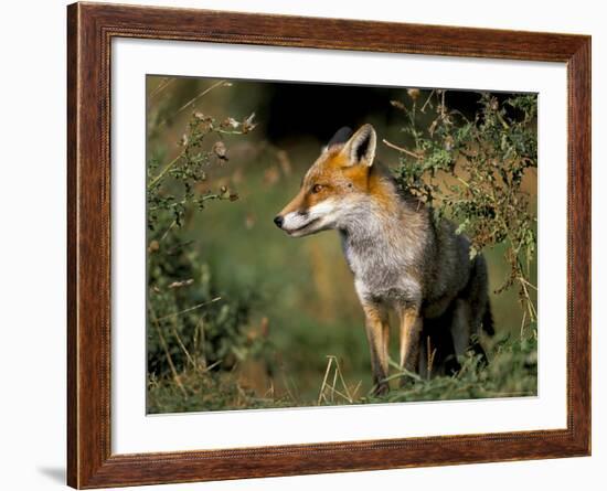 Captive Red Fox (Vulpes Vulpes), United Kingdom-Steve & Ann Toon-Framed Photographic Print