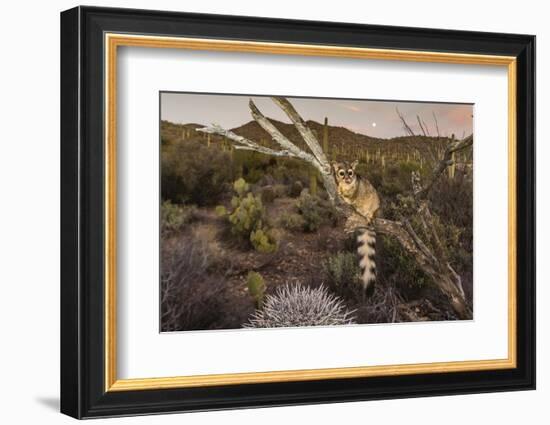 Captive Ringtail (Bassariscus Astutus) at Sunset, Arizona Sonora Desert Museum, Tucson, Arizona-Michael Nolan-Framed Photographic Print