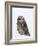 Captive Short-Eared Owl (Asio Flammeus) in the Snow, Boulder County, Colorado-James Hager-Framed Photographic Print