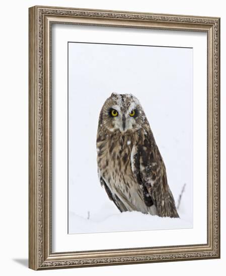 Captive Short-Eared Owl (Asio Flammeus) in the Snow, Boulder County, Colorado-James Hager-Framed Photographic Print