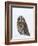 Captive Short-Eared Owl (Asio Flammeus) in the Snow, Boulder County, Colorado-James Hager-Framed Photographic Print