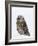 Captive Short-Eared Owl (Asio Flammeus) in the Snow, Boulder County, Colorado-James Hager-Framed Photographic Print