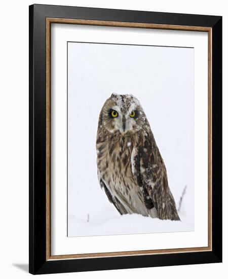 Captive Short-Eared Owl (Asio Flammeus) in the Snow, Boulder County, Colorado-James Hager-Framed Photographic Print