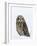 Captive Short-Eared Owl (Asio Flammeus) in the Snow, Boulder County, Colorado-James Hager-Framed Photographic Print