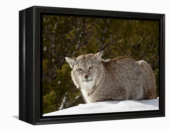 Captive Siberian Lynx (Eurasian Lynx) (Lynx Lynx) in the Snow, Near Bozeman, Montana, USA-James Hager-Framed Premier Image Canvas